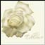 Edelrose